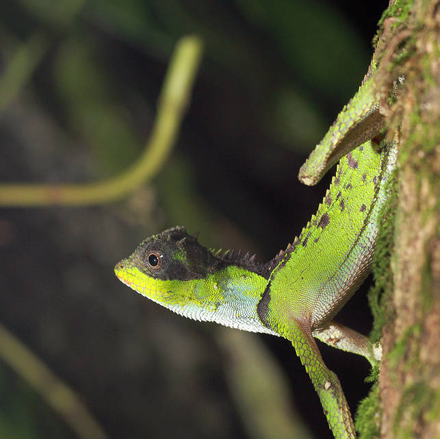 西双版纳热带雨林动物图片
