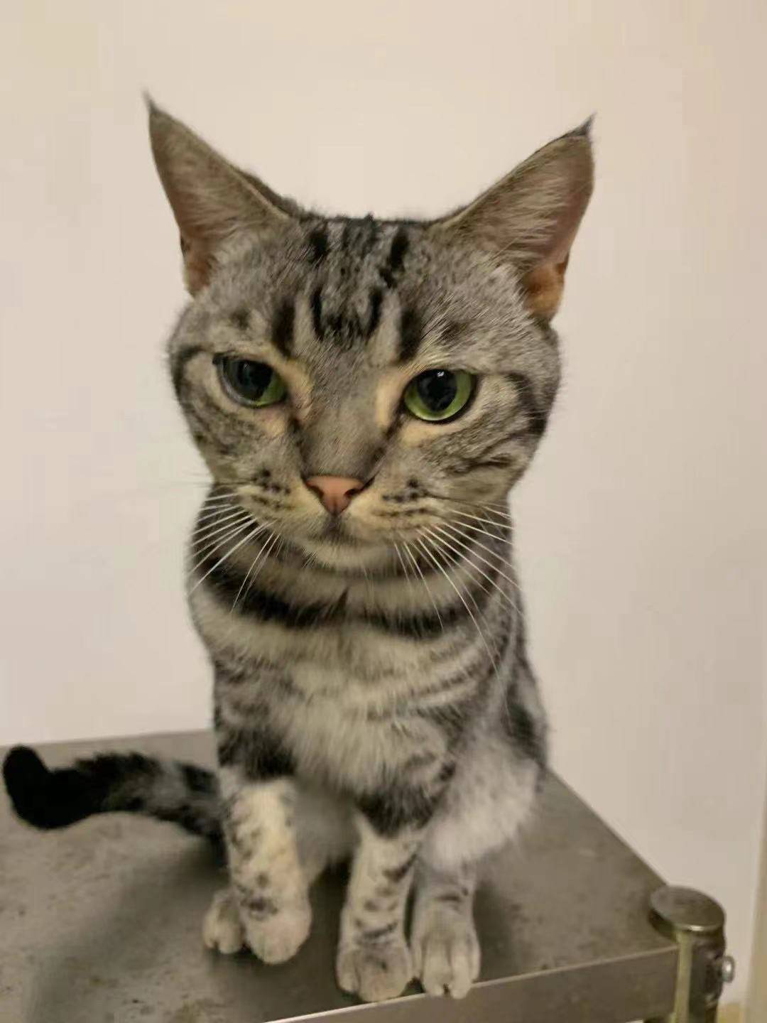 贵阳南明红岩路水岸金都寻找一只黑白虎斑公猫咪