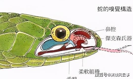 蛇最怕什么东西 夏天如何正确防蛇 动物