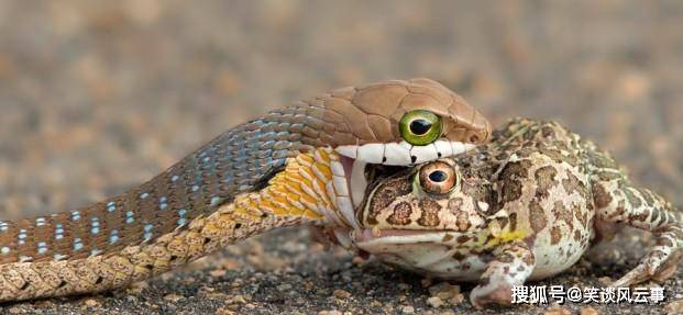 蛇最怕什么东西 夏天如何正确防蛇 动物