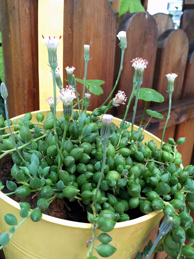 原创多肉植物情人泪的养护秘诀一起来看一看