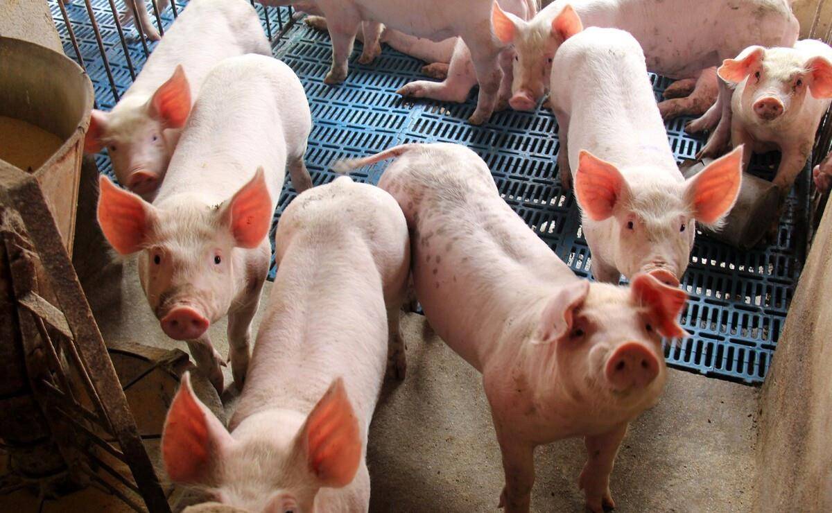 现在生猪多少钱1斤 1d22a52bea704667bd807a66d881c0a0.jpeg