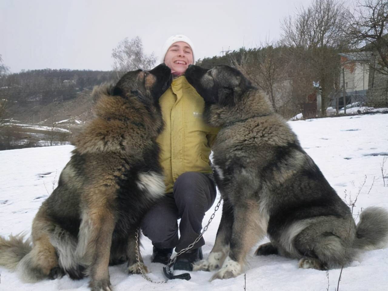 Кавказская овчарка 120 кг