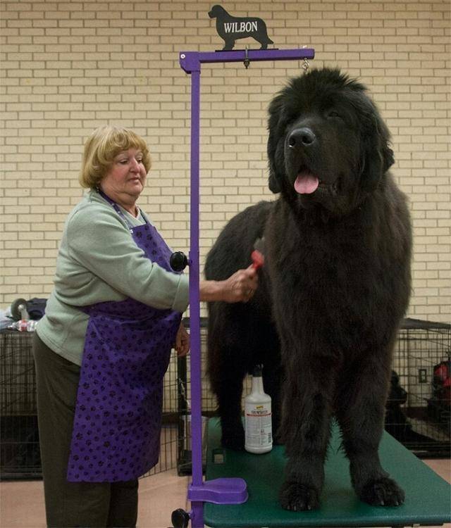 世界上最大的10种狗狗 有长得跟熊一样壮的 有比马还高的 体重