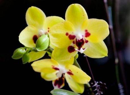 从6月30日开始 家养此款花卉 不用操啥心 开花能手 玛格丽特