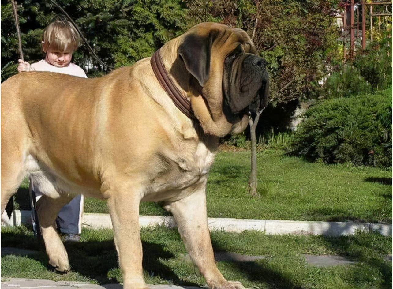 世界上最大的10种狗狗有长得跟熊一样壮的有比马还高的