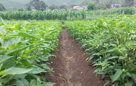 什么是辣椒钻心虫 如何防治辣椒钻心虫 果实