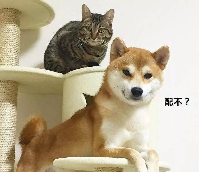 d4c3370ecc31455ab9a20586fabd8fe5.jpeg