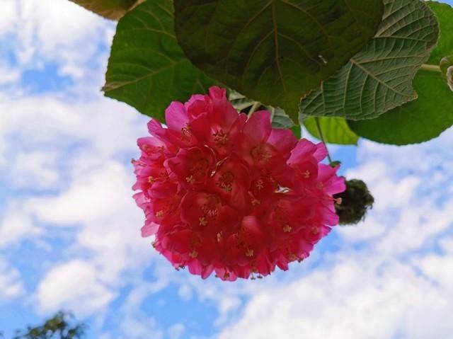 非洲芙蓉 花开比碗大 持续开4个月 特别好养 种在院子很合适 植物