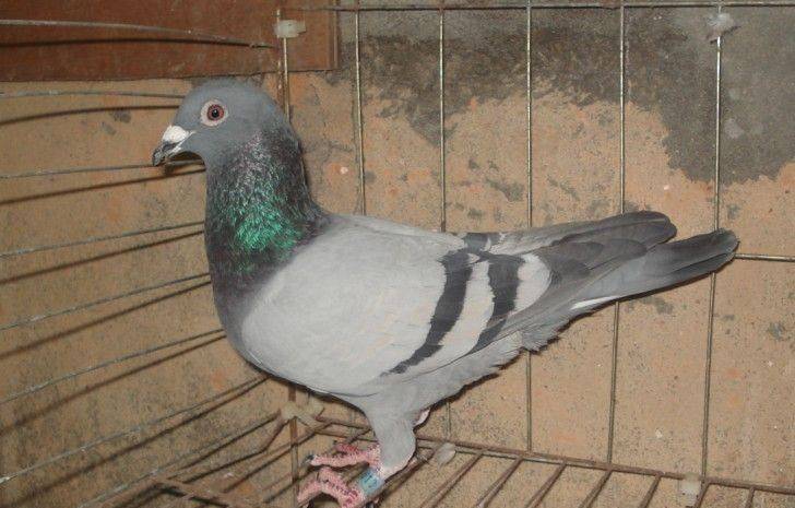 防止鸽子飞用什么方法 3ff4d909f21d41229c268bef4adb13c4.jpeg
