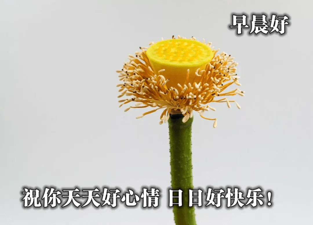 精美的早安图片温馨的早安问候语最美的祝福送给亲爱的朋友