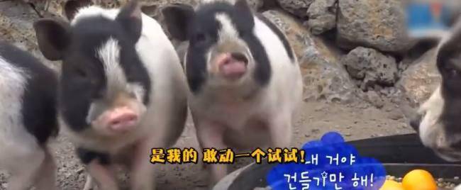 小豬為搶狗狗食物, 使出殺手鐧鐵頭功, 狗狗瞬間被制服、動彈不得 萌趣萌寵 第2张