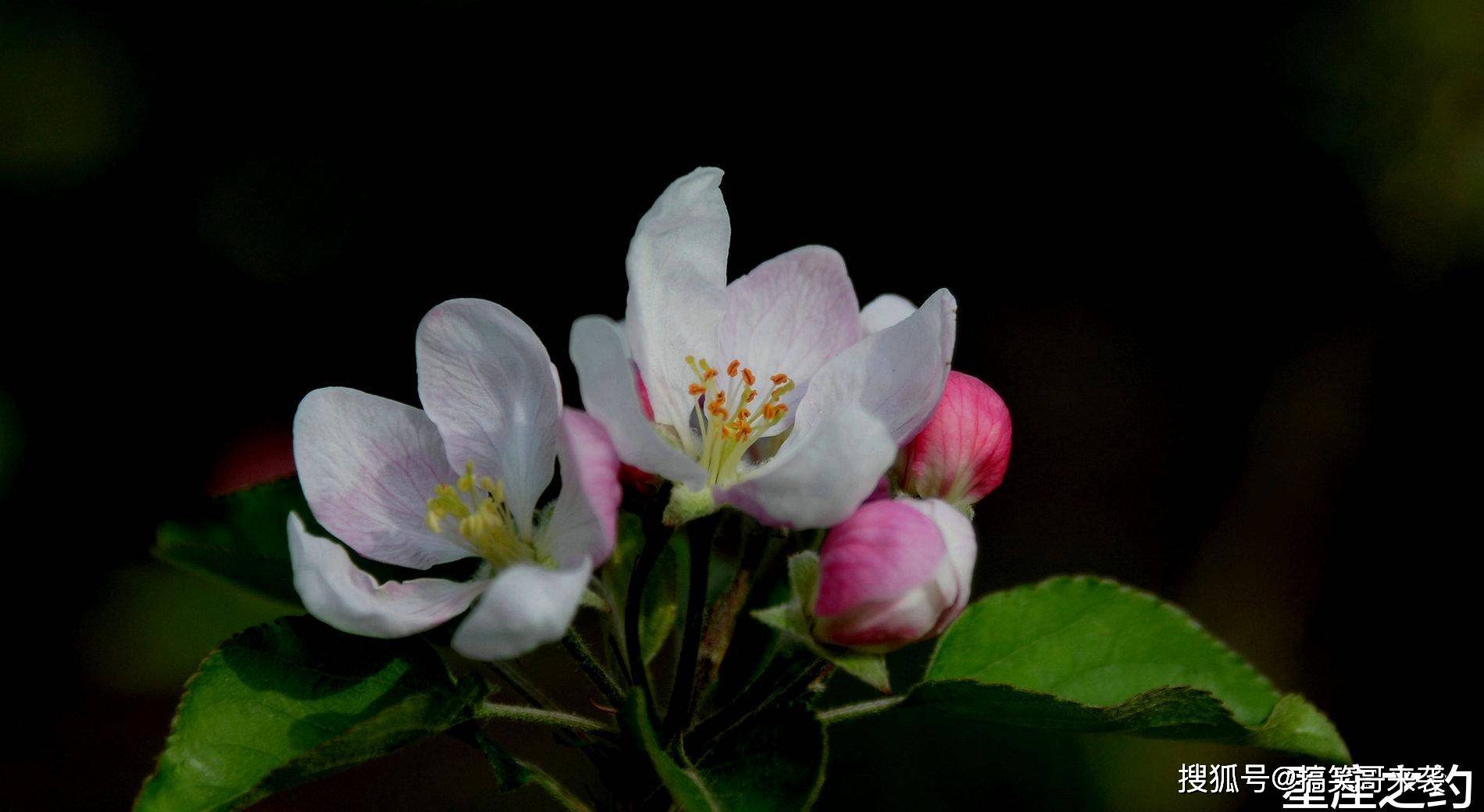 11月1日星座运势 不遗余力 废寝忘食的四大星座 生活