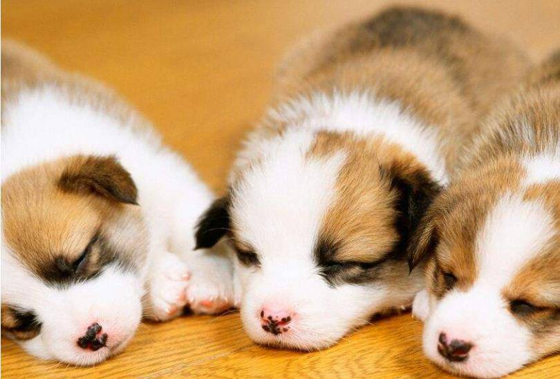 女生|狗狗经常睡我们床上，原来这就是原因，看完“哭”了！