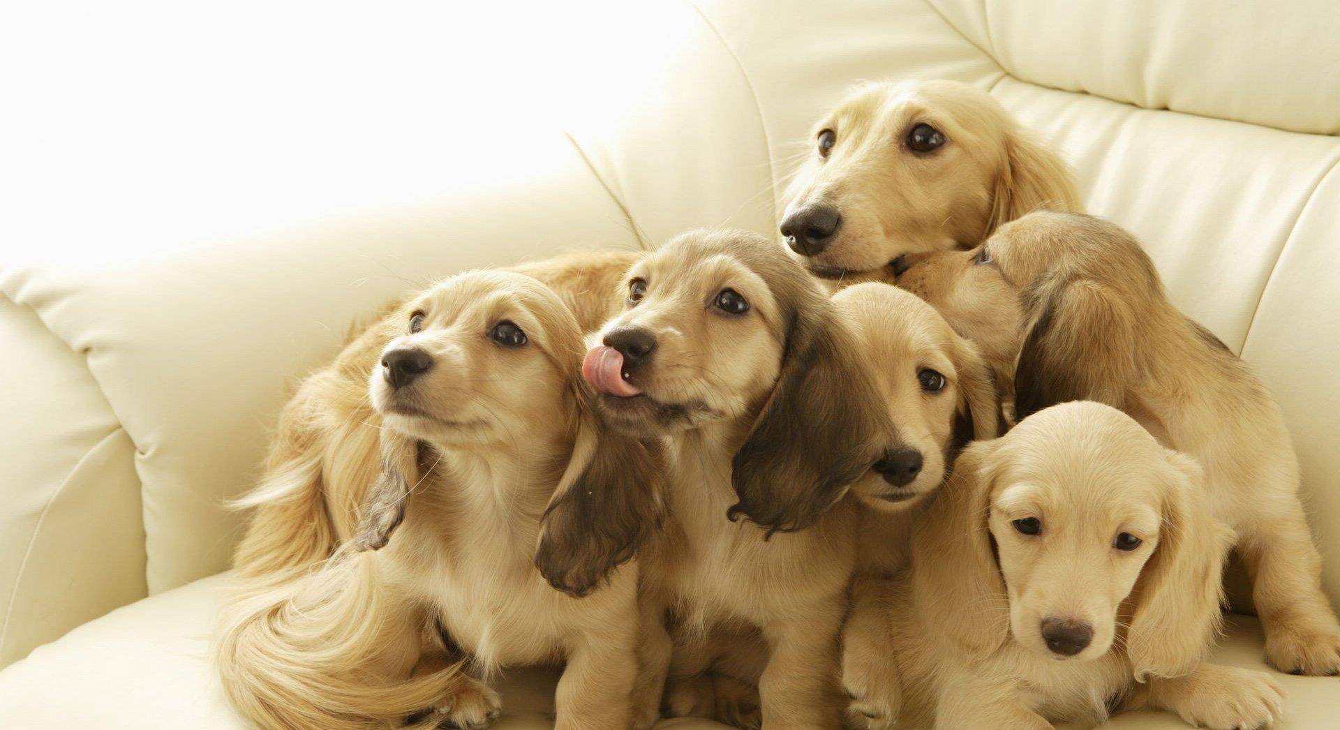 这几种品种的狗狗，可爱又好养，你喜欢哪一种