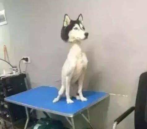 实在太|狗狗奇葩造型,你见过哪个?看到最后一张让我笑着扶墙走……