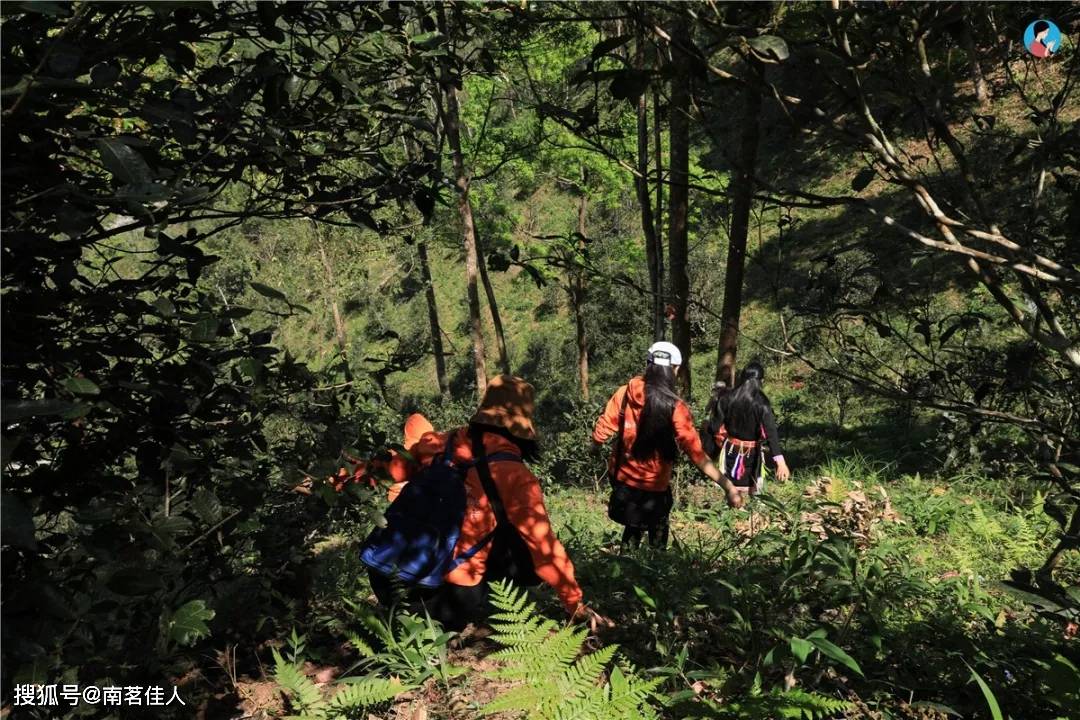 制成的|弯弓古树原料制成的古树春茶和古树白茶，有哪些优势和发展空间？