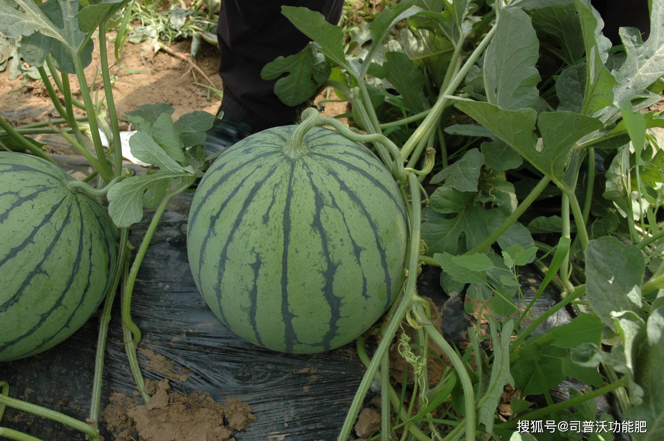 浅谈西瓜施肥特点及规律
