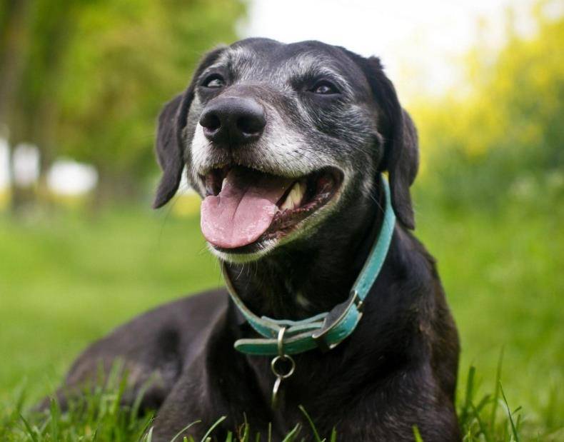 女生|狗狗经常睡我们床上，原来这就是原因，看完“哭”了！