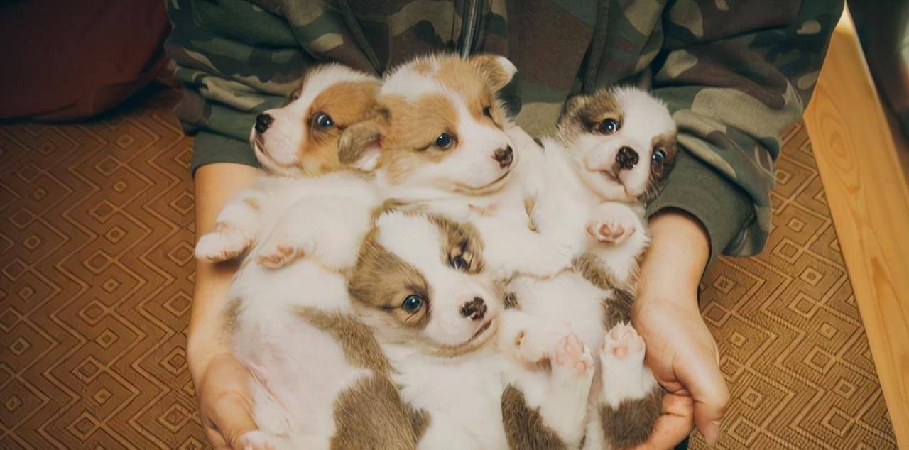 玩具|如果柯基犬肯让你碰这6样东西，证明它把你当“家人”了