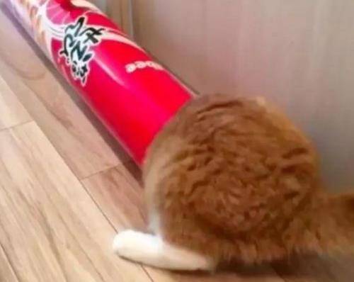 猫咪叫声吸引猫咪的原因 02b5f6083d104e53981d7ec97dfb5f52.jpeg