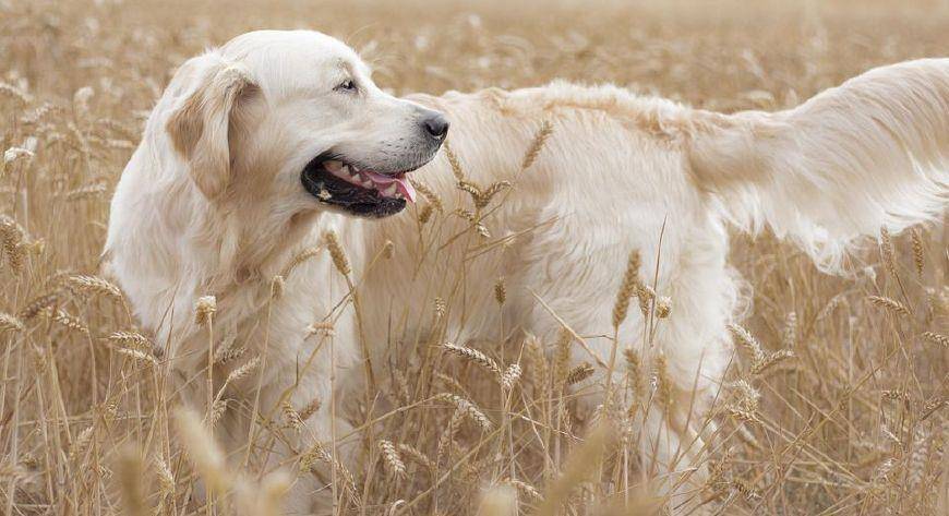 宠物狗的排名_宠物狗价格排名