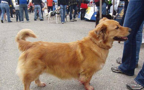 体型|有金毛血统的狗狗，一般都有这几个特征，最后一个不明显