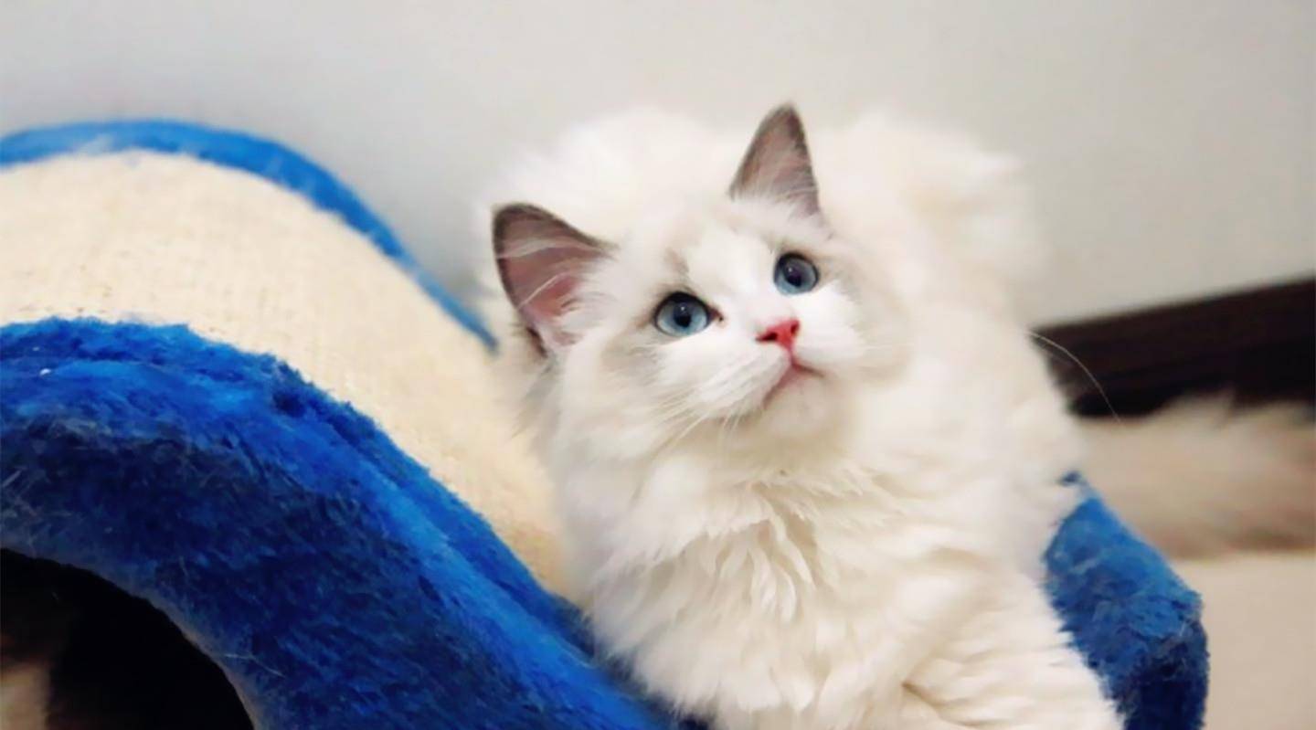 异国|最受欢迎的6种猫，2021猫咪“爆款之王”是谁？