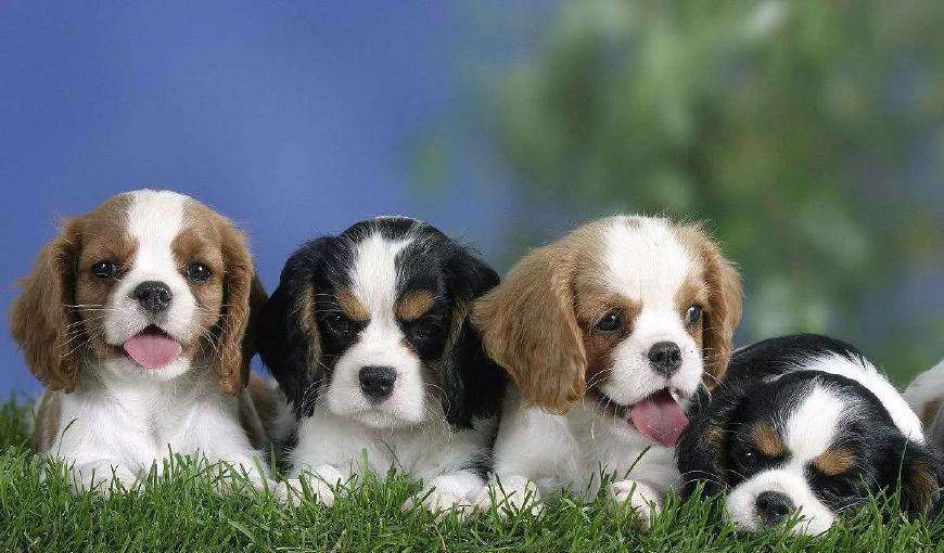 小型犬排名_小型犬排名和图片