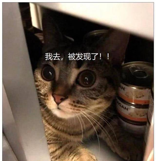 一只猫咪的头像图片 5e37cbe0f4664d2aac8ea9d966d8147b.jpeg