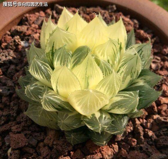 你买过最贵的多肉多少钱?300块的冰灯玉露锦,很多人都说不值