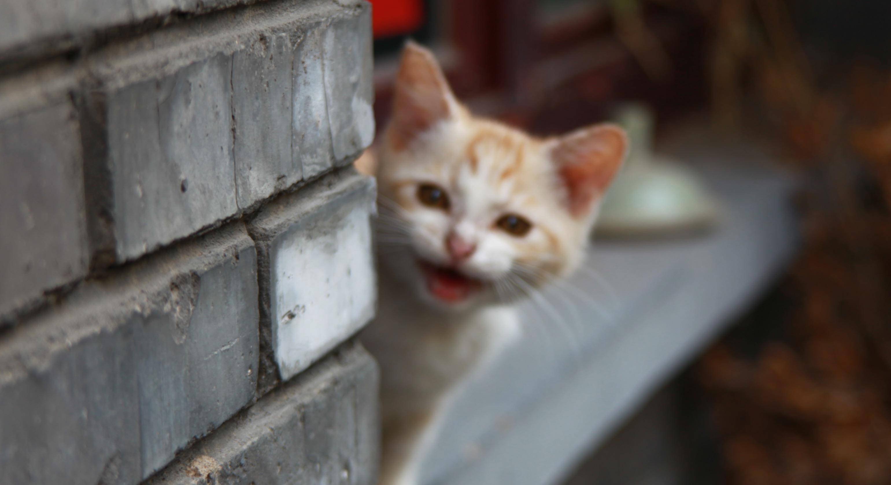 猫咪|盘点五种适合老年人养的猫咪，余生请和它们一起过吧！