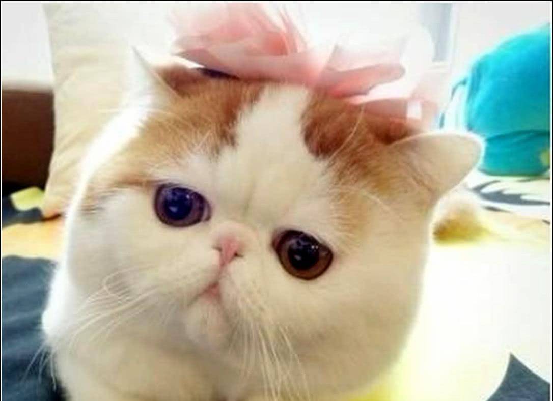 猫咪|主人撸猫被拒，气得直接甩钞票砸猫咪脑袋，喵：OK，你随便撸吧！