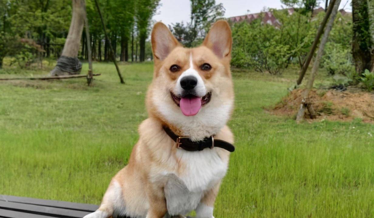 软食|柯基犬口臭严重怎么办？这几招，轻松帮你解决！