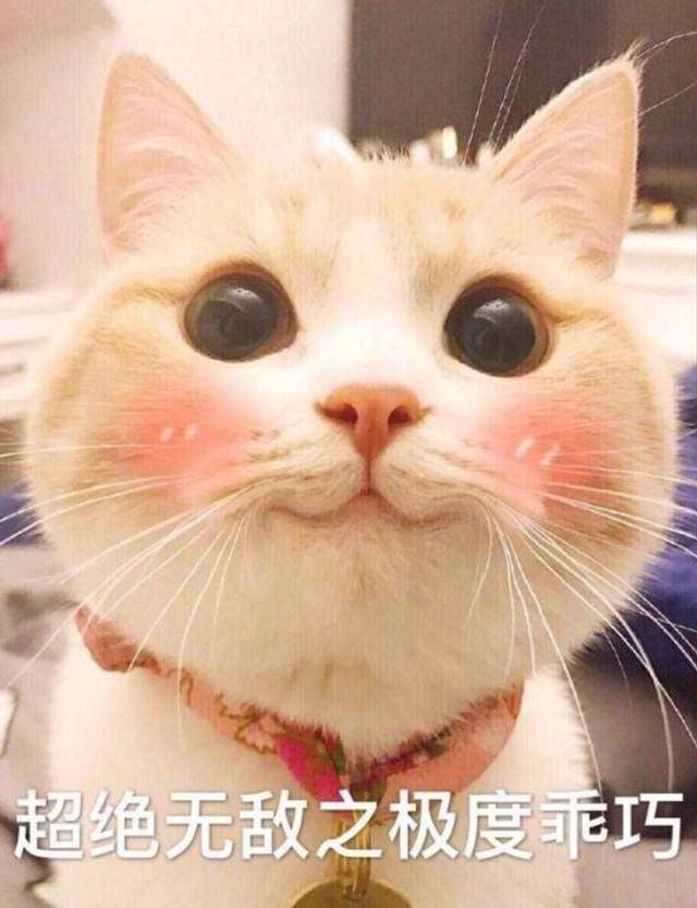 异国|最受欢迎的6种猫，2021猫咪“爆款之王”是谁？