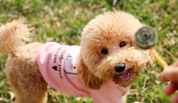 泰迪智商排名第几_柴犬智商排名第几(3)