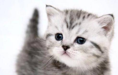 小猫咪叫声吸引小猫咪跟我玩 da7f8f90ddf54cbba79ae1dcfd276542.jpeg