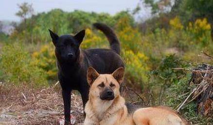 狗狗帮忙打架 edb71013f12445a2bb123dcfaf7fce26.jpeg