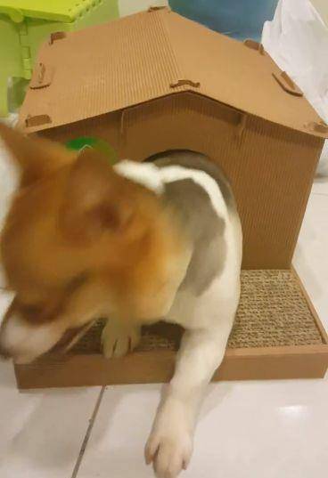 什么|短腿小柯基，没想到竟强占喵屋！猫咪：基哥出来记得把衣服穿上！
