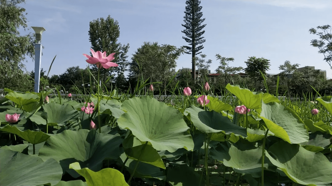 不负好时光，马坊镇小龙河湿地公园夏日荷花池邀您前来打卡_休闲