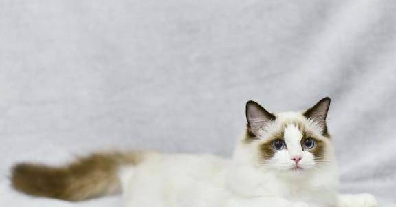 什么|古人说的男不养猫女不养狗，今天终于知道原因了