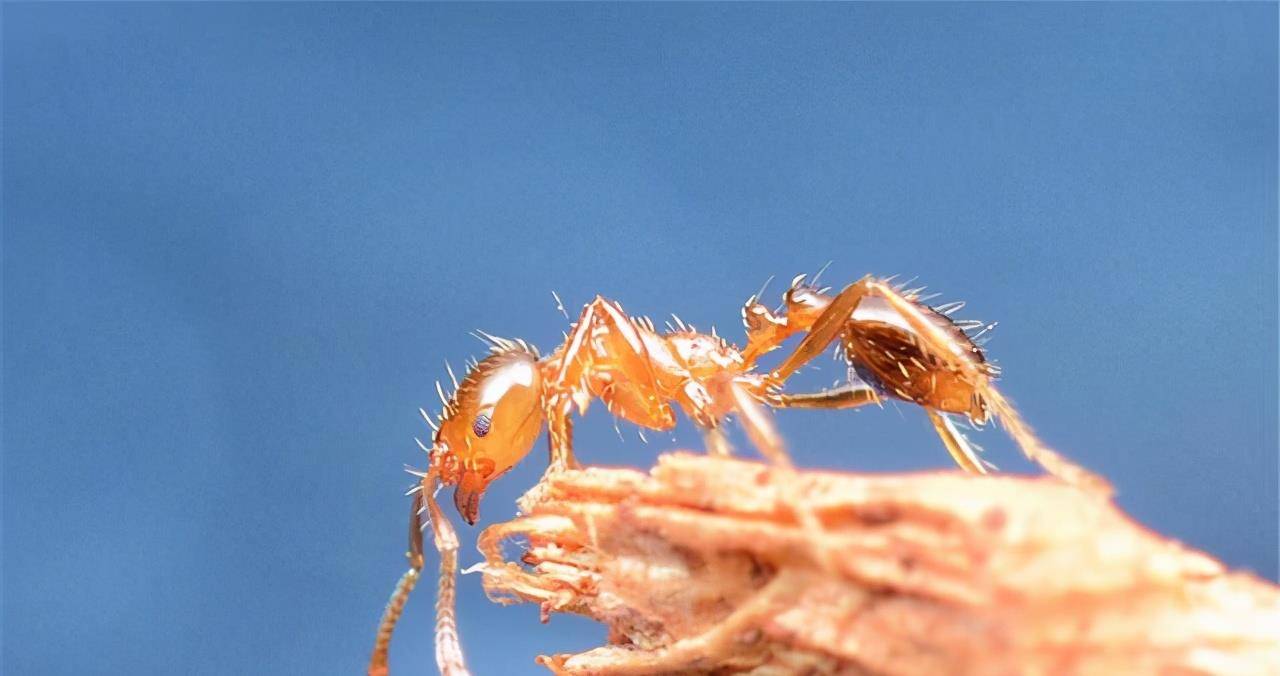 啥是红火蚁 33679412e6e94ca19f9c784d1e4612f2.jpeg