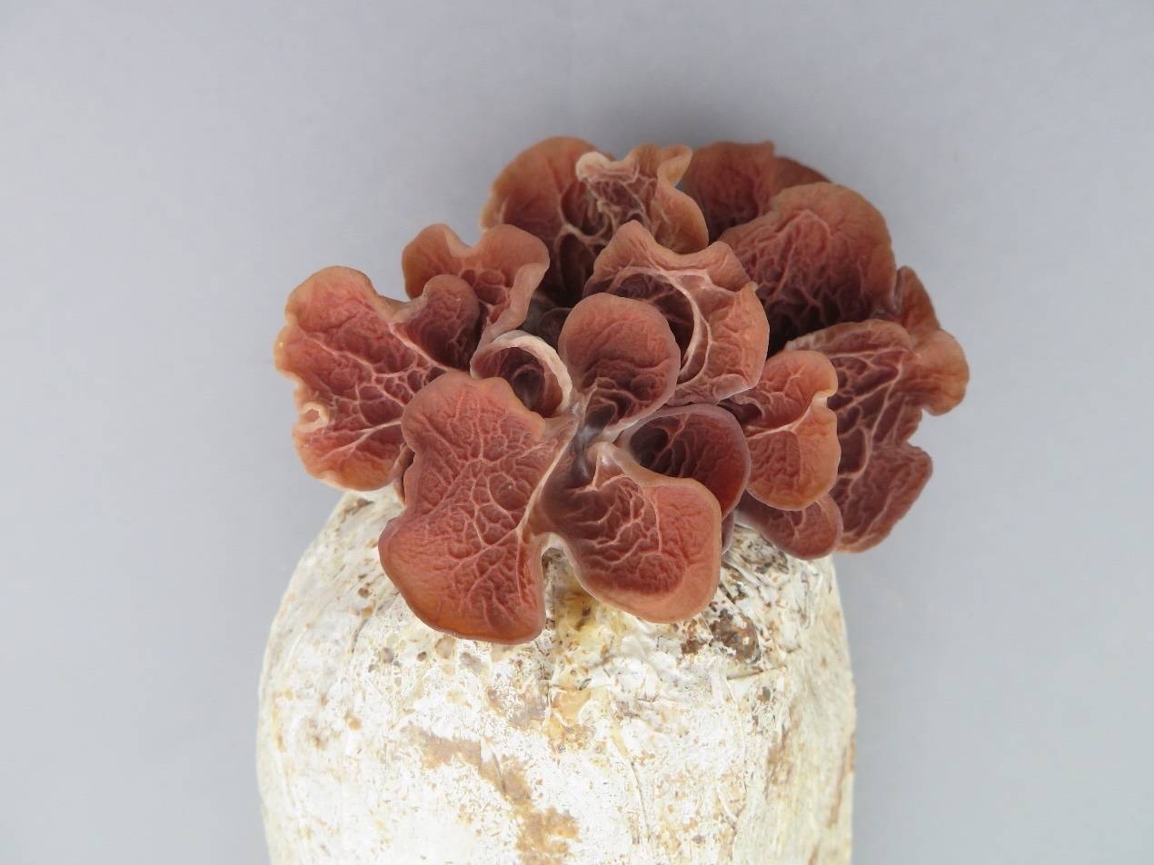 原创四川省农科院成功驯化选育红色皱木耳新菌株川皱耳1号