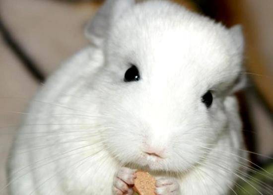 纯素食主义的龙猫,主人表示很难伺候!