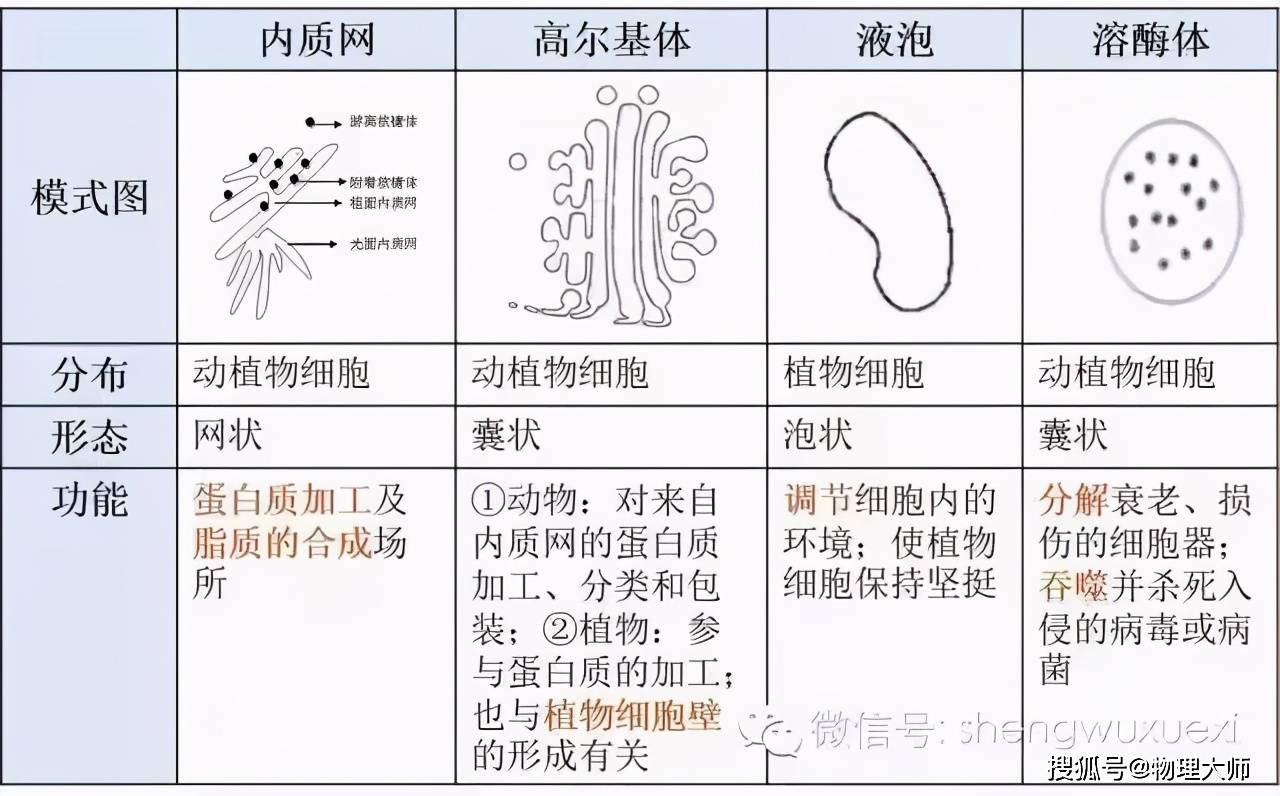 初中生物:各种细胞器的比较,全面具体要熟悉!