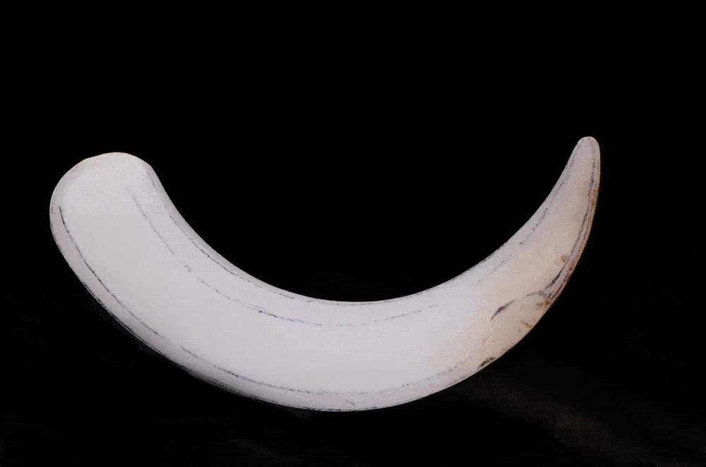 有儒治玉黄皮籽龙牙诞生记