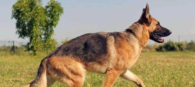 护卫犬排名_卡斯罗护卫犬(2)