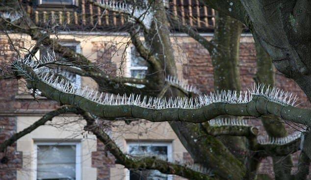 为防止小鸟往车上拉屎,这人往大树上绑满尖刺,还放了个假猫头鹰_业主