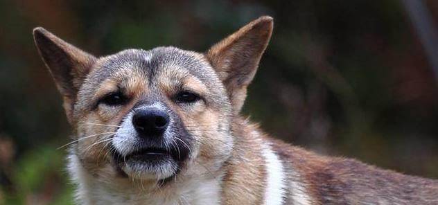 护卫犬排名_卡斯罗护卫犬(2)