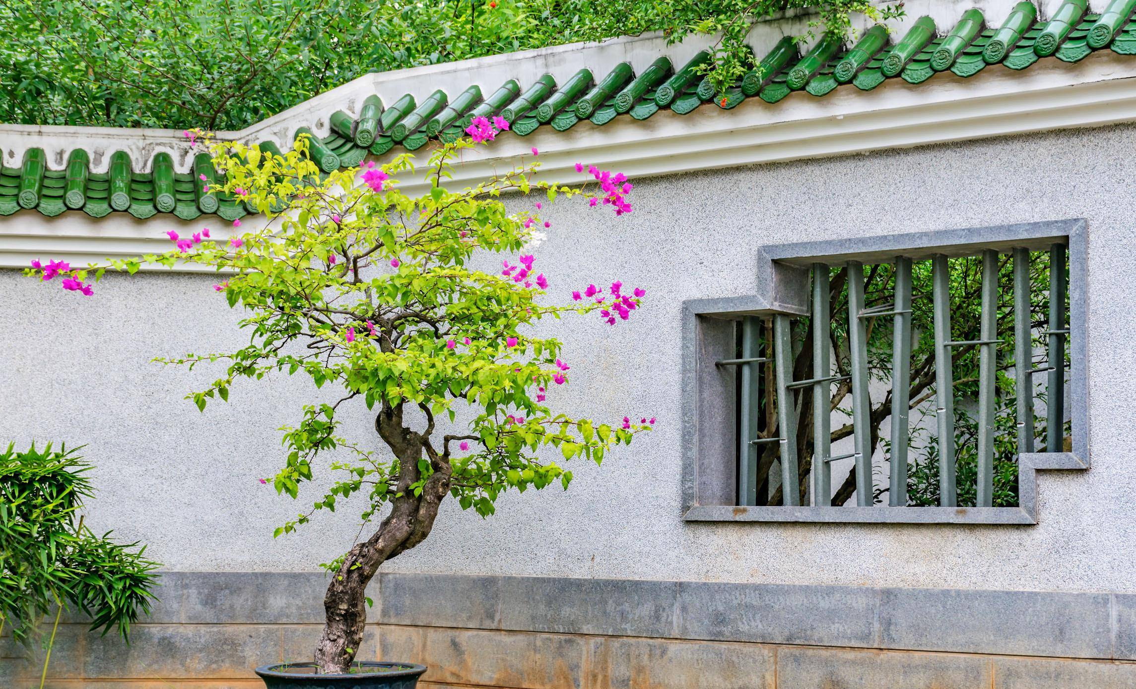 而一些庭院里地栽的三角梅无法移入室内,有条件的,可以搭建一个暖棚